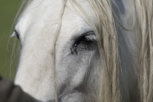 404-3293 Wiltshire Horse