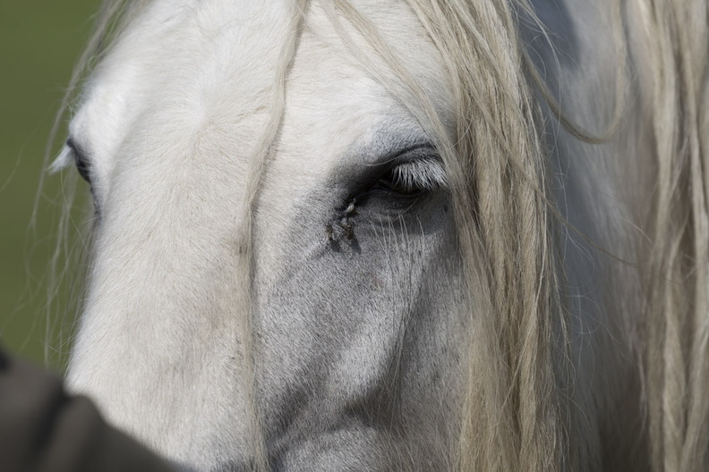 404-3293 Wiltshire Horse.jpg