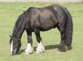 404-3328 Wiltshire Horse