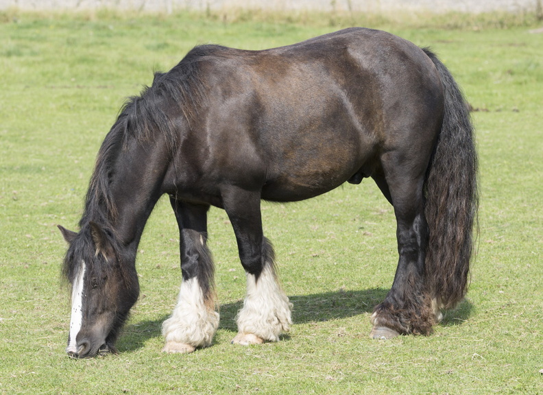 404-3328 Wiltshire Horse.jpg