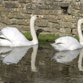 404-3861 Castle Combe Swans