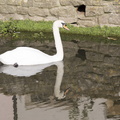 404-3875 Castle Combe Swan