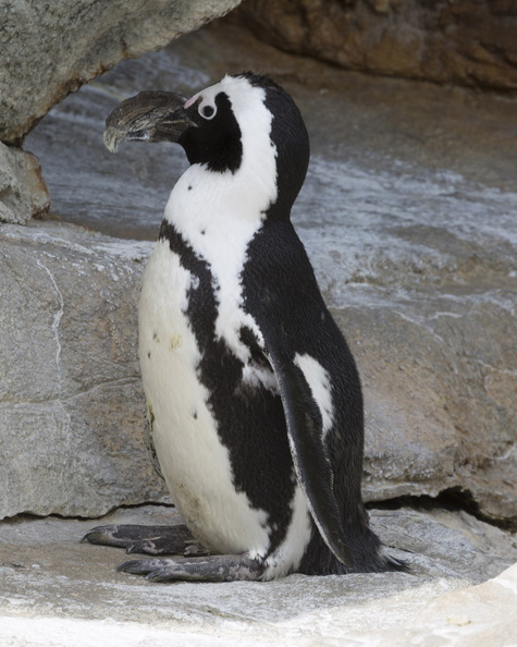 403-2535 Madison - Henry Vilas Zoo Madison - African Penguin.jpg