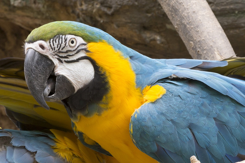 403-2610 Madison - Henry Vilas Zoo - Macaw.jpg