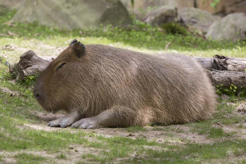 403-2706 Madison - Henry Vilas Zoo - Capybara.jpg