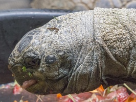 403-2870 Madison - Henry Vilas Zoo - Aldabra Tortoise