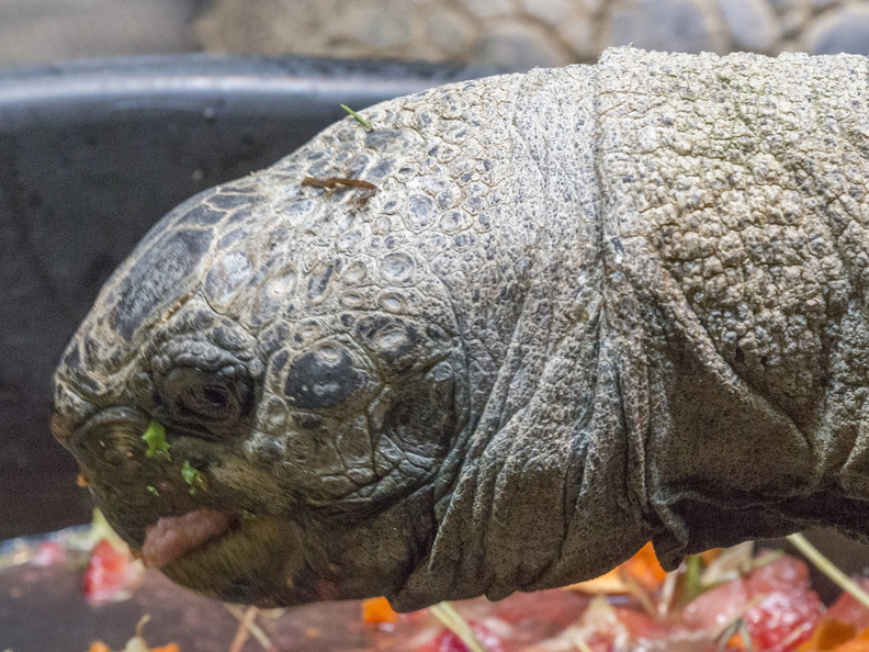 403-2870 Madison - Henry Vilas Zoo - Aldabra Tortoise.jpg