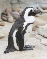 403-2910 Madison - Henry Vilas Zoo Madison - African Penguin