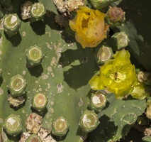 405-6341 San Juan Capistrano - Prickly Pear Cactus