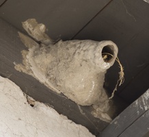 405-6516 San Juan Capistrano - Swallow Nest