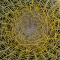 405-6562 San Juan Capistrano - Cactus
