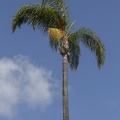 405-6675 San Juan Capistrano - Palm