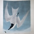 406-5646 Huntington - Audubon, Marsh Tern
