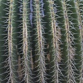 406-5855 Huntington - Cactus Garden.jpg