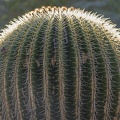 406-5859 Huntington - Cactus Garden