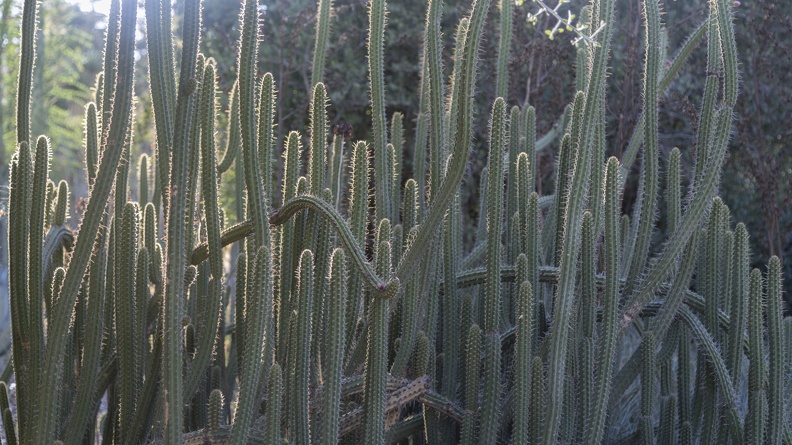 406-5889 Huntington - Cactus Garden.jpg