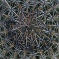 406-5909 Huntington - Cactus Garden.jpg
