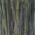 406-5968 Huntington - Bamboo