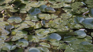 406-6002 Huntington - Water Lilies