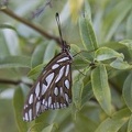 406-6028 Huntington - Butterfly