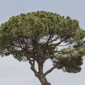 407-6138 IT - Roma - Umbrella Pine