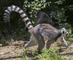 408-8743 Safari Park - Lemur