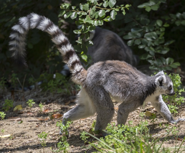 408-8743 Safari Park - Lemur.jpg