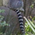 408-8760 Safari Park - Lemur