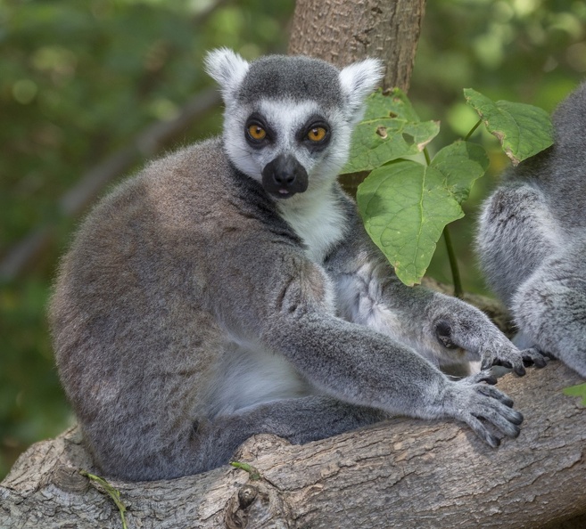 408-8833 Safari Park - Lemur.jpg