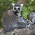 408-8833 Safari Park - Lemur