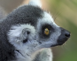 408-8856 Safari Park - Lemur