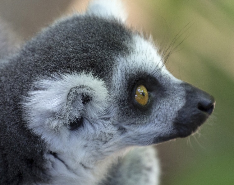 408-8856 Safari Park - Lemur.jpg