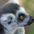 408-8856 Safari Park - Lemur
