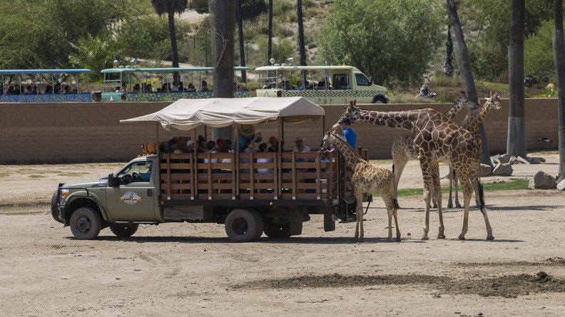 408-8878 Safari Park - Caravan Safari Feeding Giraffes.jpg