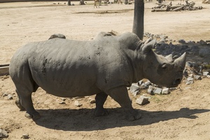 408-8907 Safari Park - Rhino