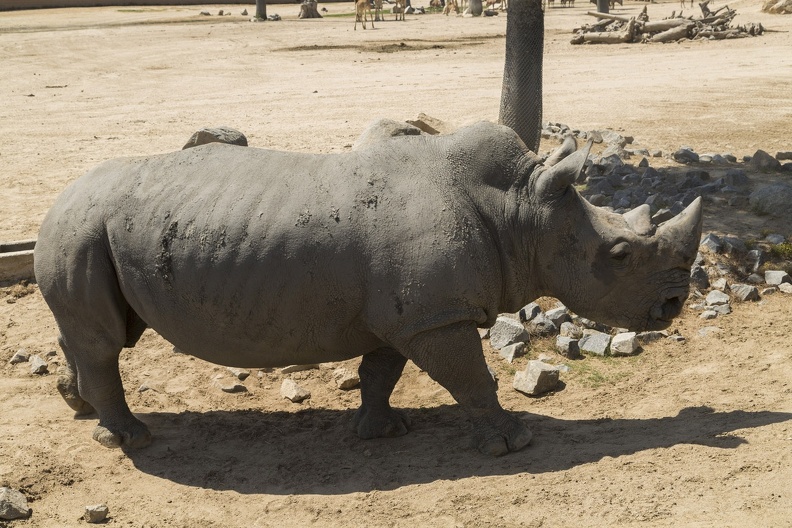 408-8907 Safari Park - Rhino.jpg