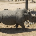 408-8907 Safari Park - Rhino