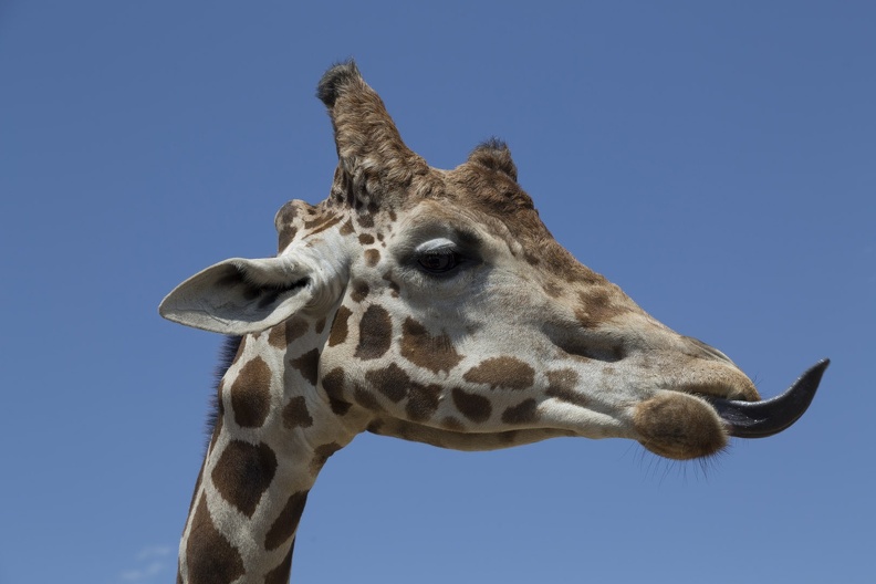 408-8965 Safari Park - Giraffe.jpg