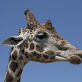 408-8965 Safari Park - Giraffe