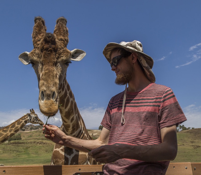 408-8996 Safari Park - Feeding Giraffe - Thomas.jpg
