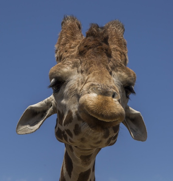 408-9028 Safari Park - Giraffe.jpg