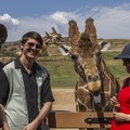 408-9131 Safari Park - Feeding Giraffe - Lynne Thomas Casey Lucy Richard