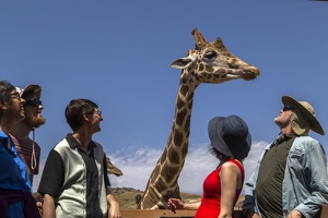 408-9138 Safari Park - Feeding Giraffe - Lynne Thomas Casey Lucy Richard