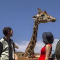 408-9138 Safari Park - Feeding Giraffe - Lynne Thomas Casey Lucy Richard.jpg