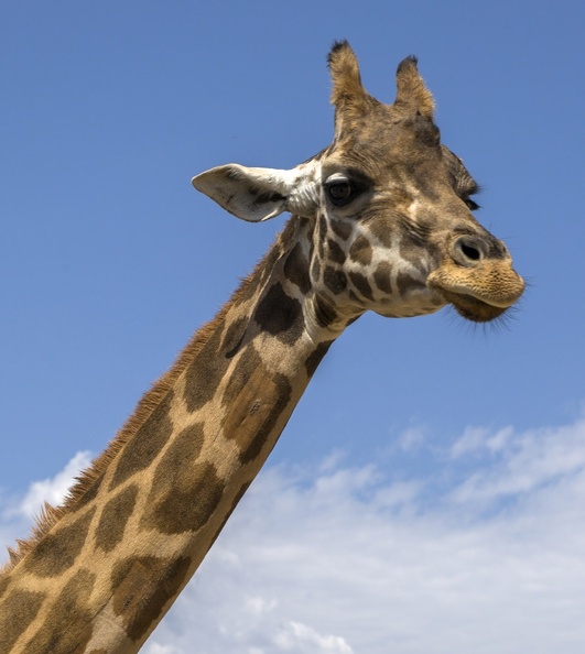 408-9198 Safari Park - Giraffe.jpg