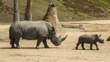408-9252 Safari Park - Rhinos