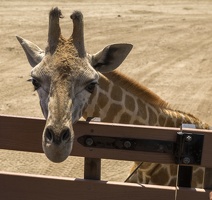 408-9265 Safari Park - Giraffe
