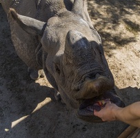 408-9379 Safari Park - Rhino Feeding