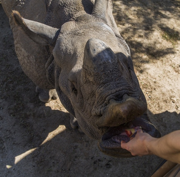 408-9379 Safari Park - Rhino Feeding.jpg