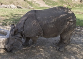 408-9444 Safari Park - Rhino